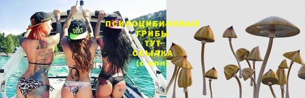 мяу мяу мука Аркадак